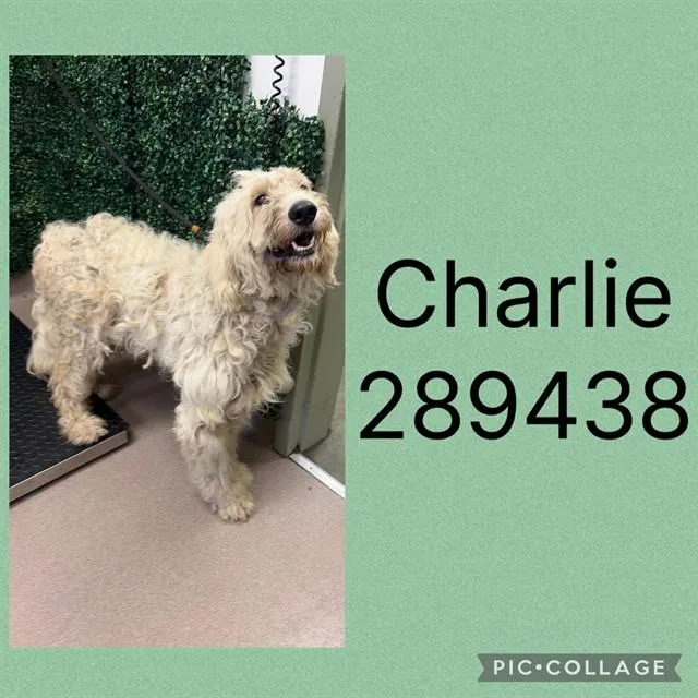Charlie
