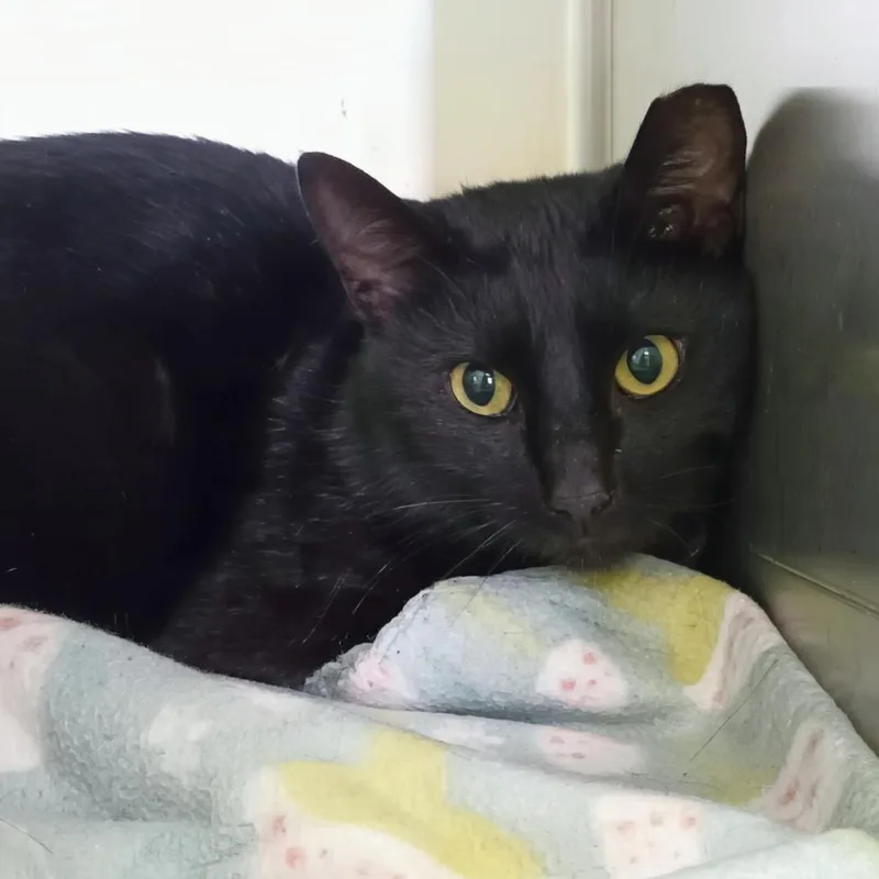 An adult large-sized male Black Domestic Short Hair cat named Luke for adoption in Valley, AL