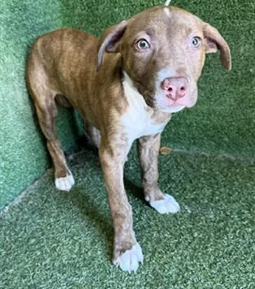 A baby small-sized female Pit Bull Terrier dog named Dakari Marshall for adoption in Lancaster, CA