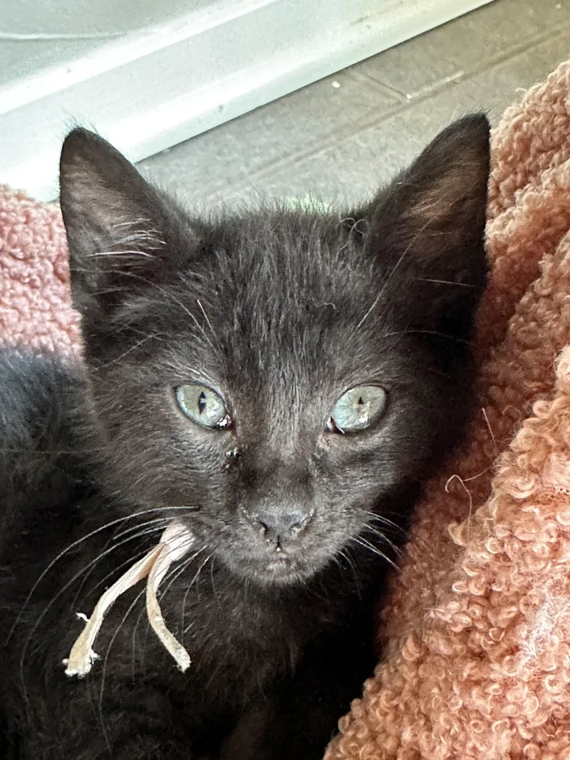 A baby medium-sized female Black Domestic Short Hair cat named Mochi for adoption in Houston, TX