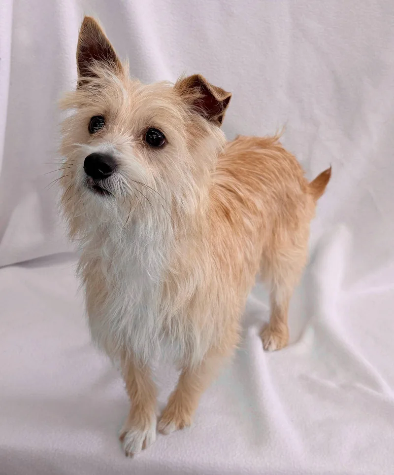 Laser Tag thumbnail 2