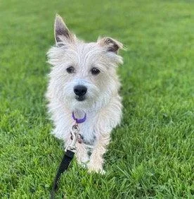 Laser Tag thumbnail 3