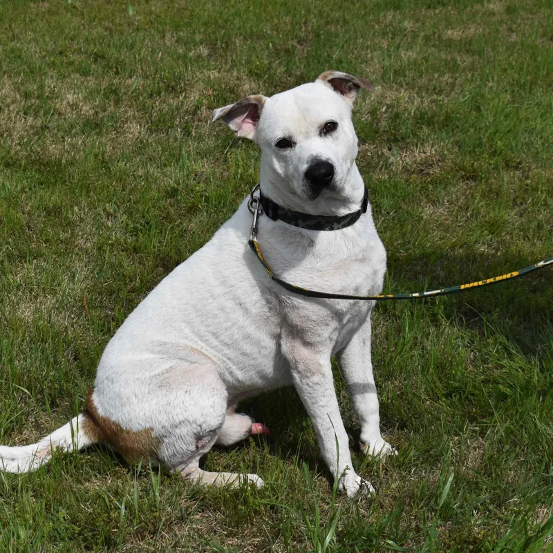 An adult medium-sized male White / Cream Mixed Breed dog named Banjo for adoption in Searcy, AR