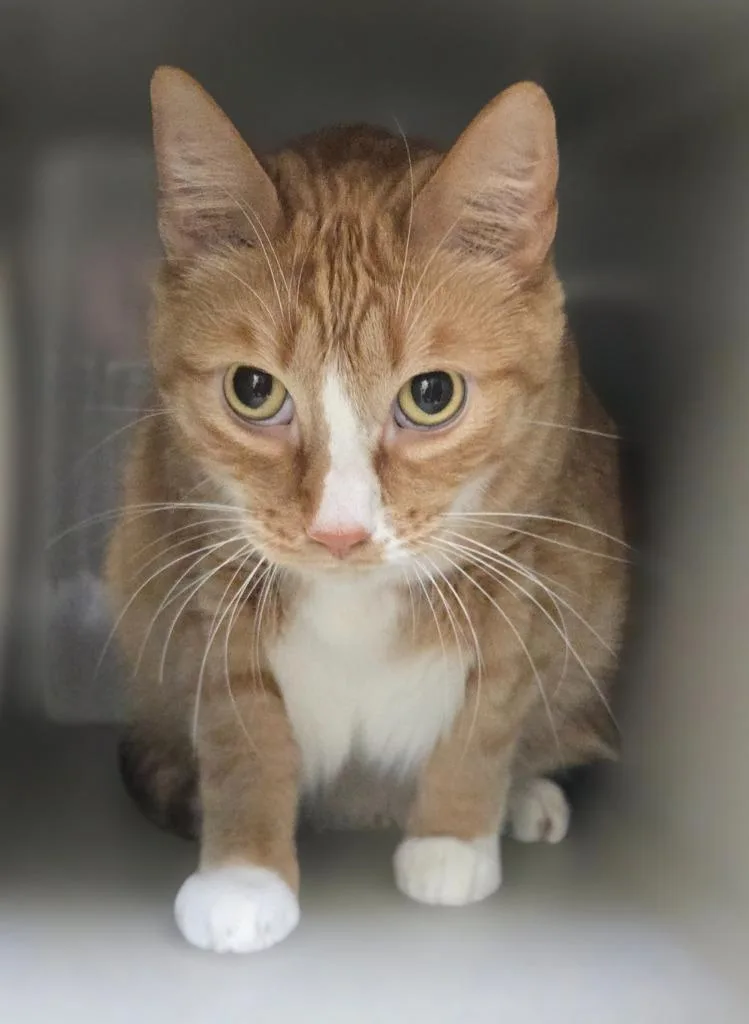 An adult large-sized male Domestic Short Hair cat named Chester for adoption in Viroqua, WI