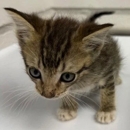 A baby small-sized male Brown / Chocolate Domestic Short Hair cat named Luke for adoption in Oakland, CA