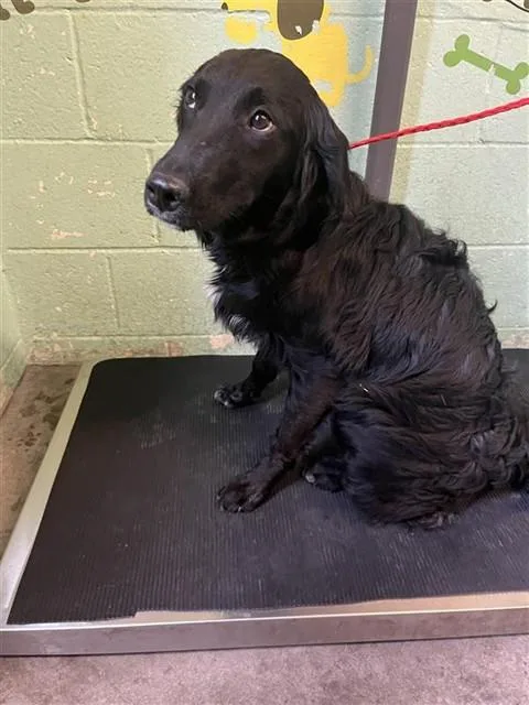 A young medium-sized female Flat-Coated Retriever dog named A for adoption in Sacramento, CA