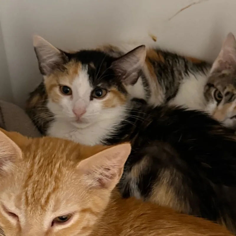A baby small-sized female Calico Domestic Short Hair cat named Goldeen for adoption in Salt Lake City, UT
