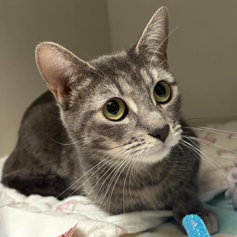 A young medium-sized female Gray / Blue / Silver Domestic Short Hair cat named London for adoption in East Hanover, NJ
