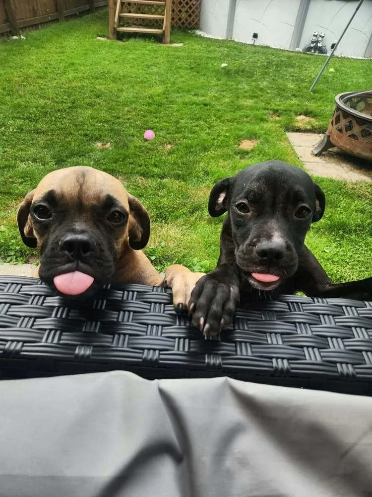 A baby small-sized female Tricolor (Brown, Black, & White) Boxer dog named Pita for adoption in Amherst, NY