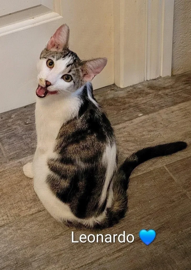 A baby medium-sized male Tortoiseshell Domestic Short Hair cat named Leonardo for adoption in Las Vegas, NV