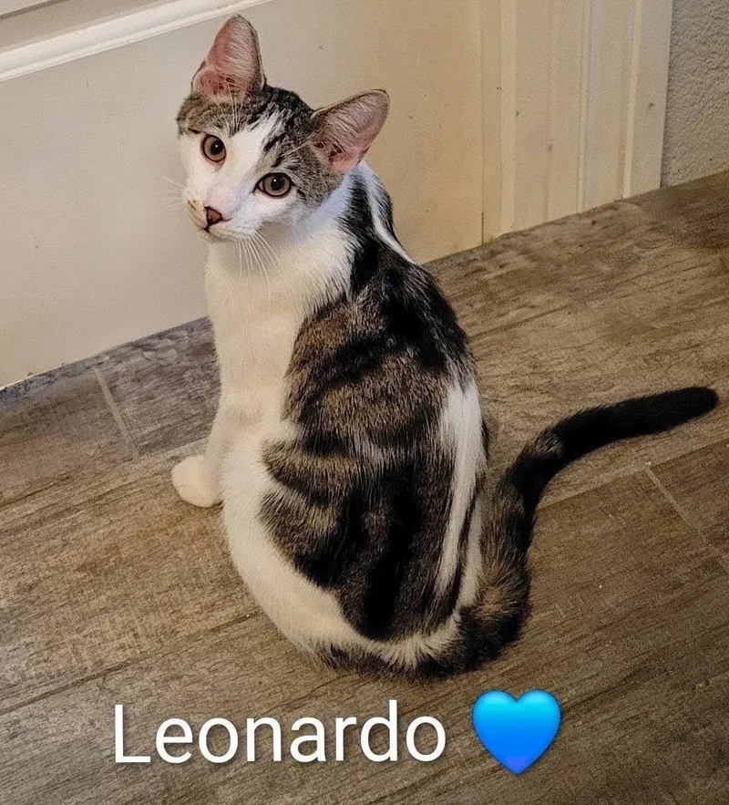 Leonardo thumbnail 2