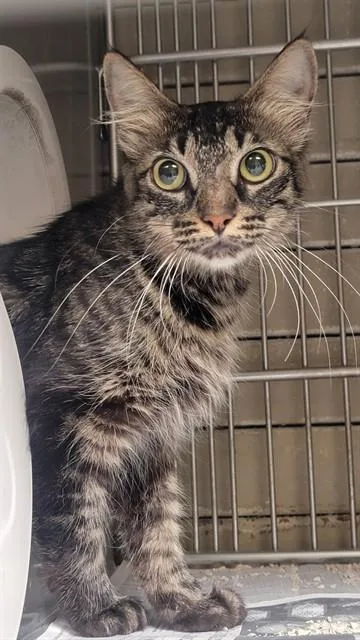 A young medium-sized female Domestic Medium Hair cat named Lidia for adoption in Downey, CA
