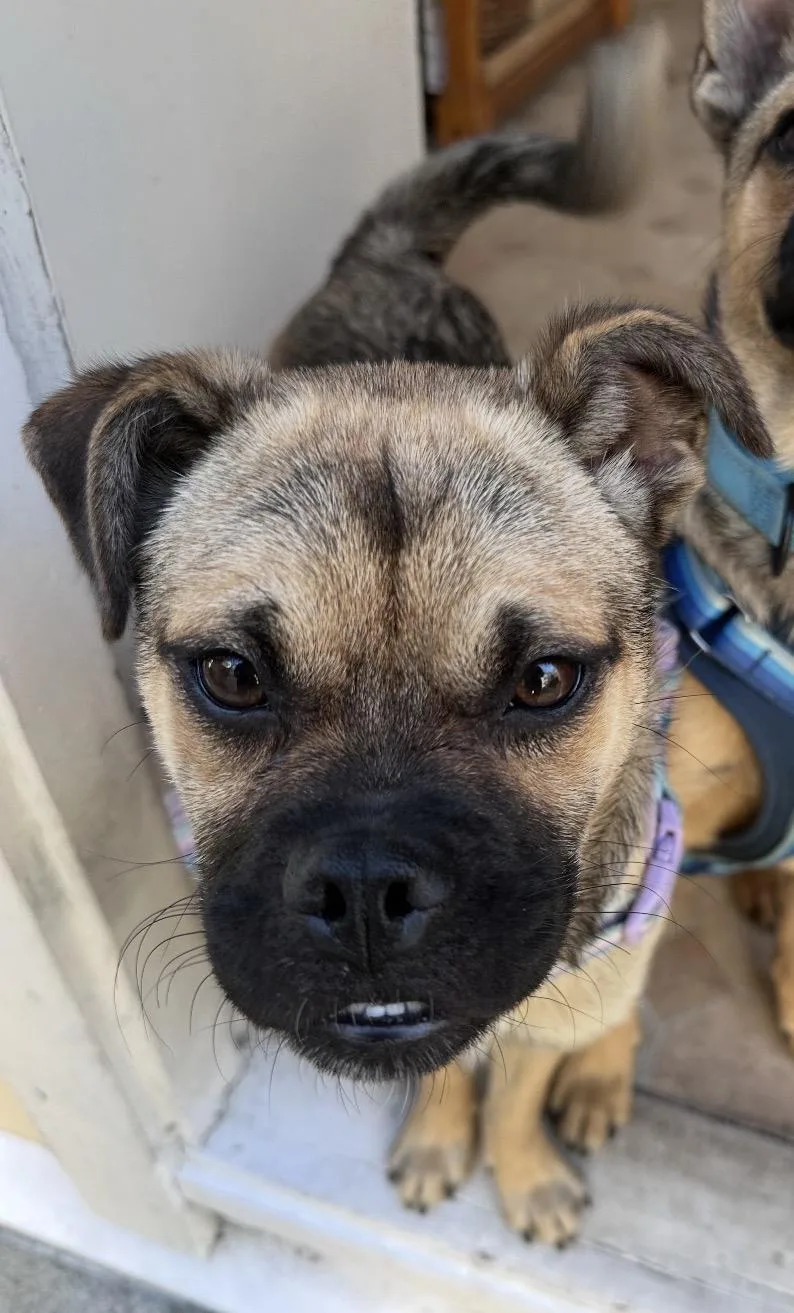 A baby medium-sized female Puggle dog named Fiona for adoption in Tarzana, CA