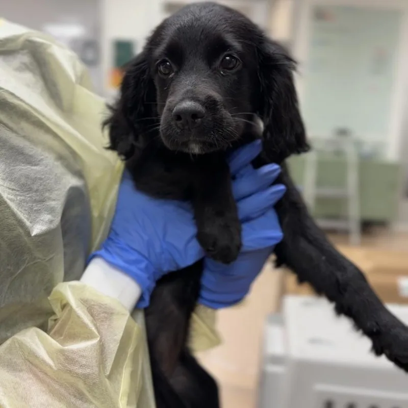 A baby small-sized female Black Cocker Spaniel dog named Okra A for adoption in Mission Hills, CA