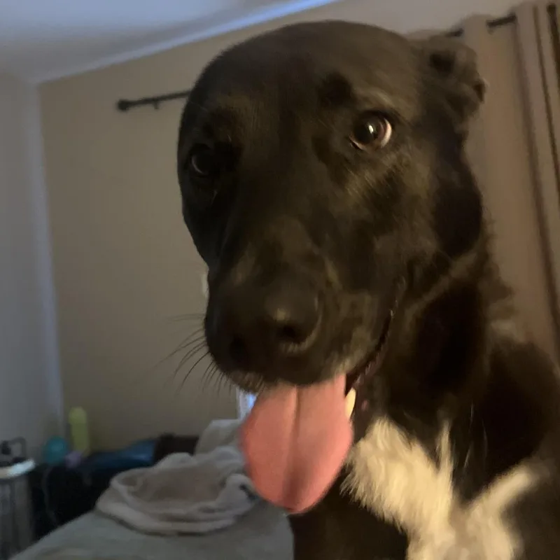 Taziki "taz" thumbnail 2