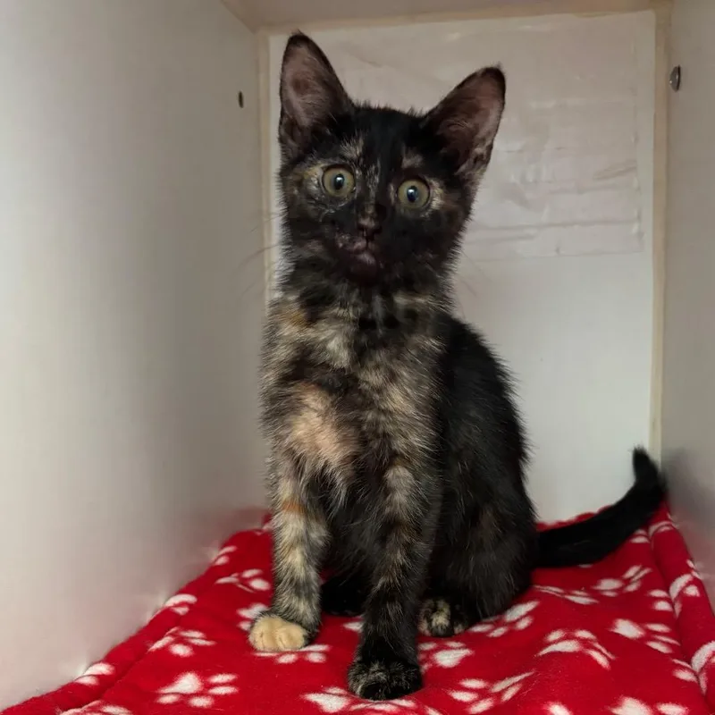 A baby small-sized female Tortoiseshell Domestic Short Hair cat named Butterbeans for adoption in Naperville, IL