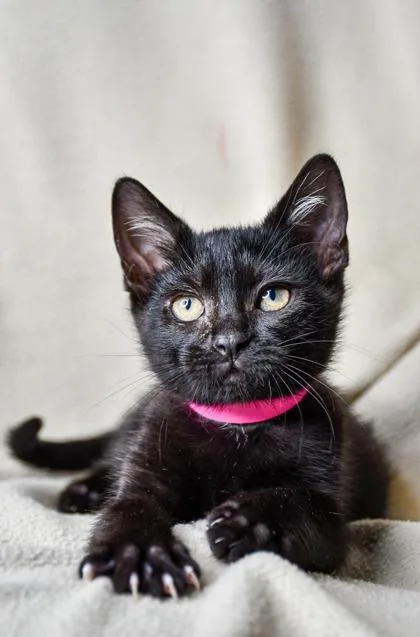 A baby small-sized female Domestic Short Hair cat named Anjelica for adoption in Yakima, WA