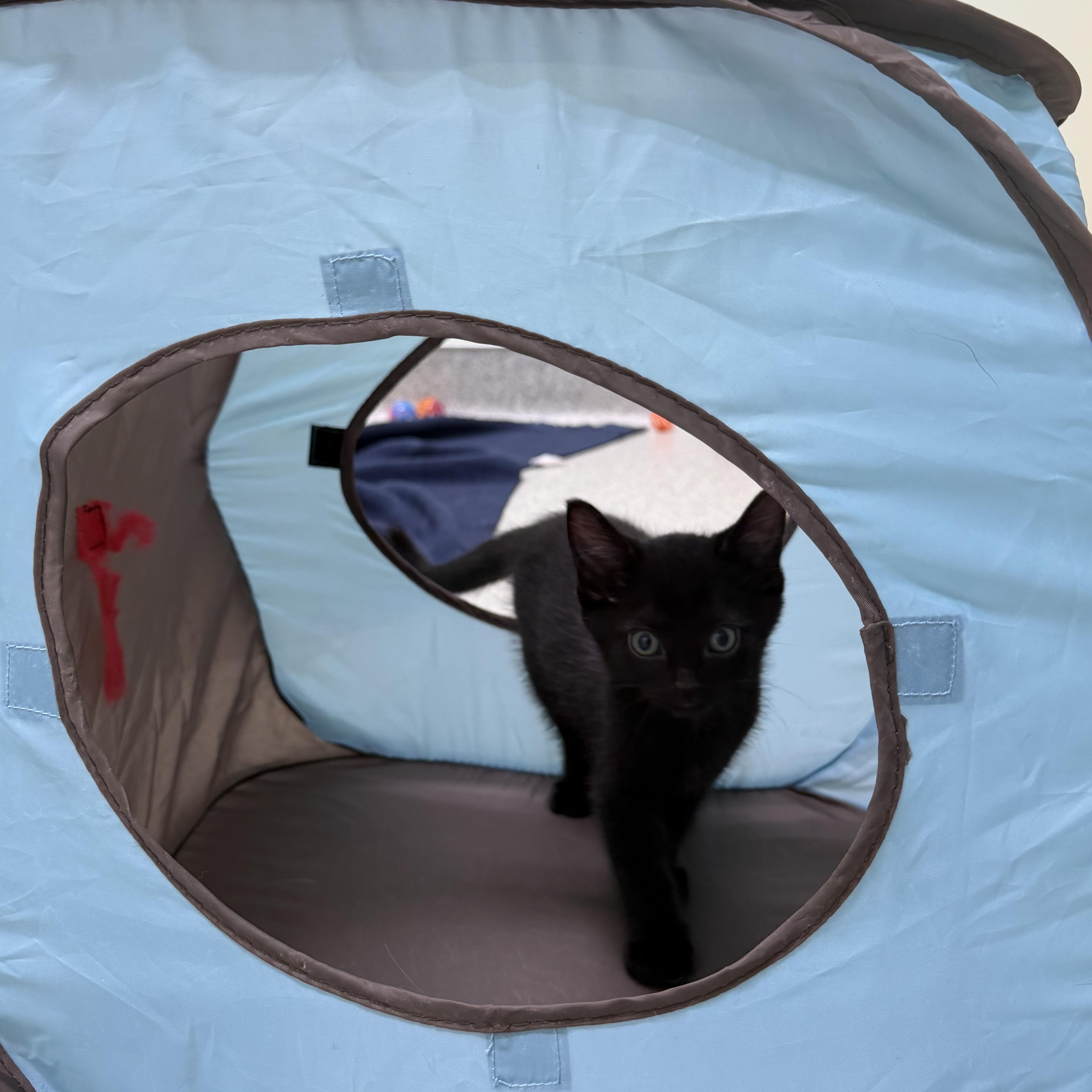 A baby medium-sized male Black Domestic Long Hair cat named Slate for adoption in Kent, WA