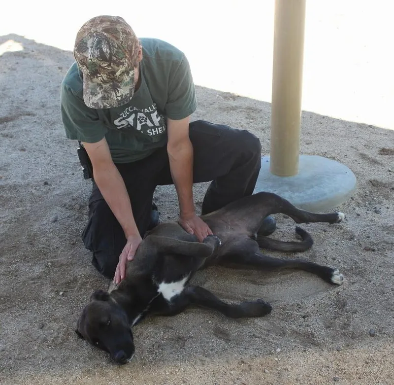 A young medium-sized female Sable Belgian Shepherd / Malinois dog named Mulligan for adoption in Yucca Valley, CA