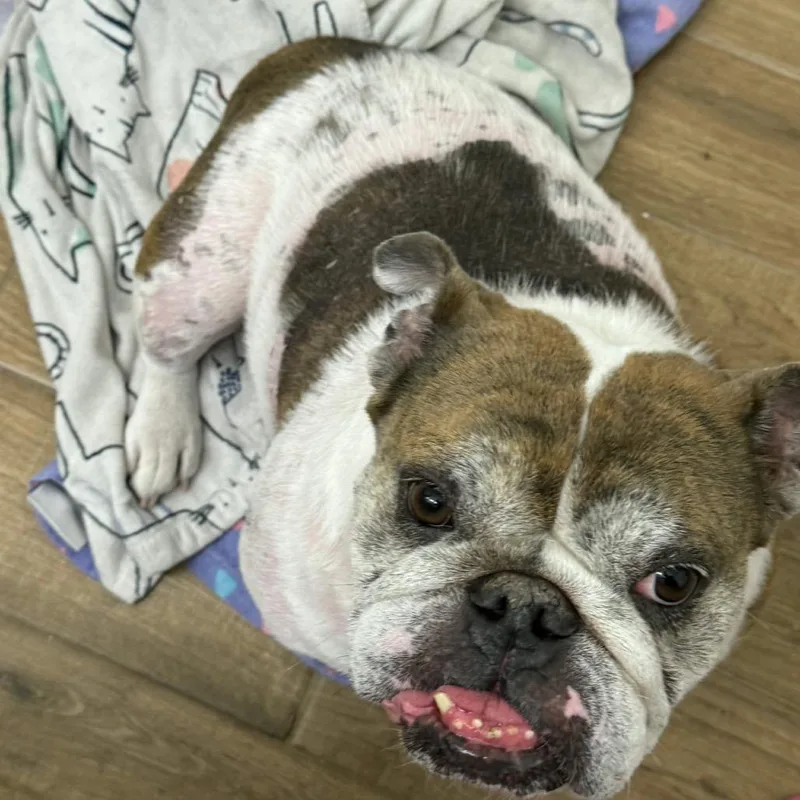 An adult medium-sized female White / Cream English Bulldog dog named Cora for adoption in Phoenix, AZ