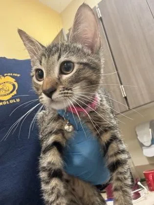 A baby small-sized male Domestic Medium Hair cat named Mercutio for adoption in Honolulu, HI