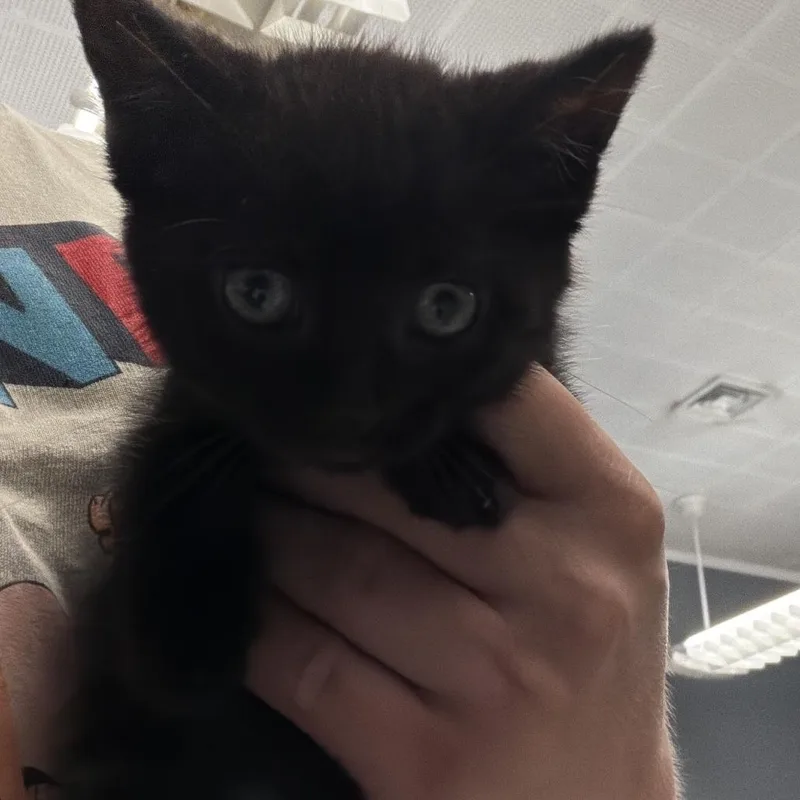 A baby small-sized female Black Domestic Medium Hair cat named Serendipity for adoption in Oak Hill, WV