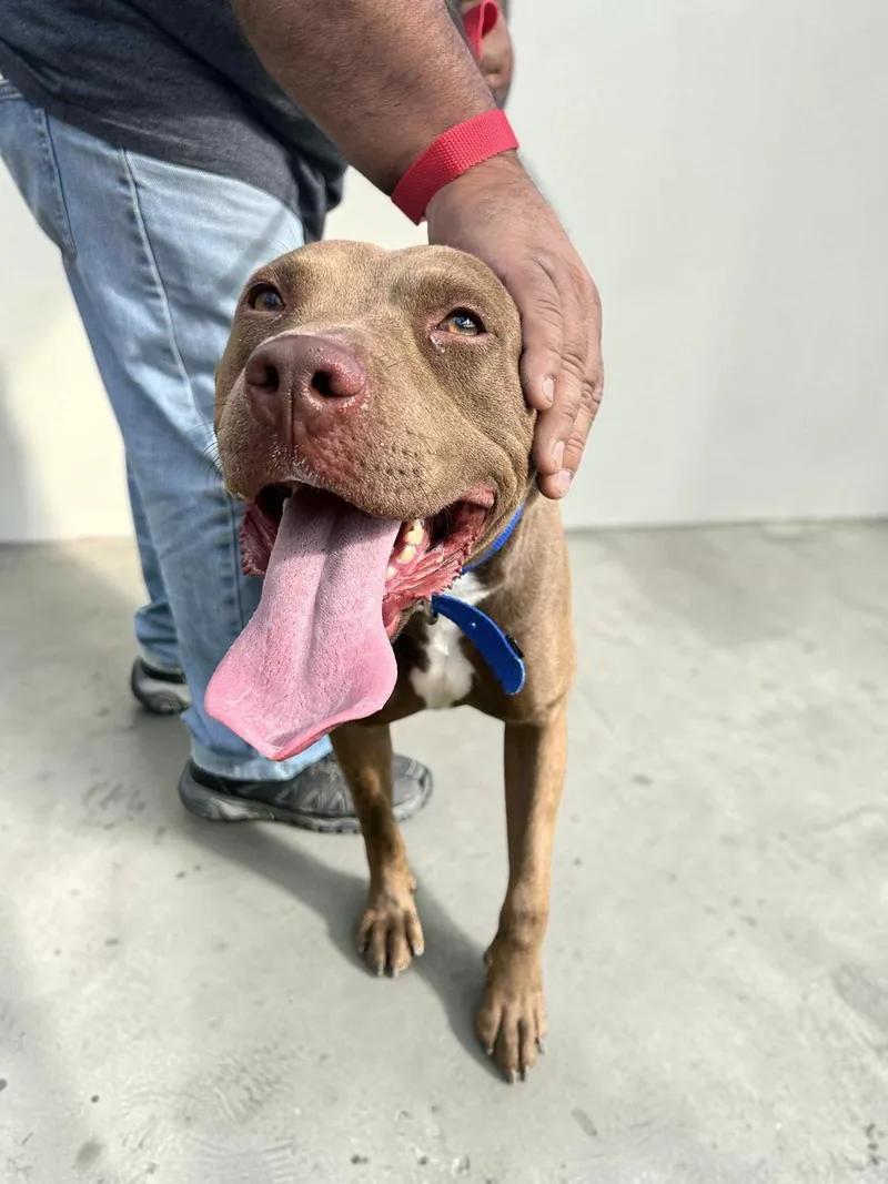 An adult medium-sized female Red / Chestnut / Orange Pit Bull Terrier dog named Mandi for adoption in Ventura, CA