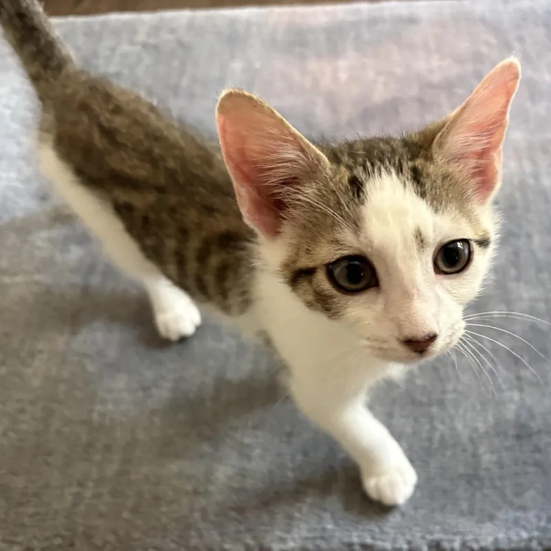 A baby small-sized female Brown / Chocolate Domestic Short Hair cat named Fizzi for adoption in Ashland, VA