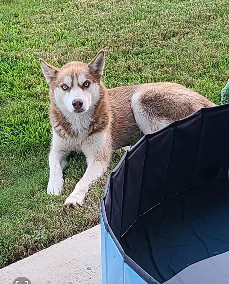 A young medium-sized male Siberian Husky dog named Alto for adoption in Tyler, TX