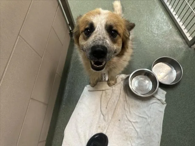 A young medium-sized male Mixed Breed dog named Oso for adoption in Santa Fe, NM