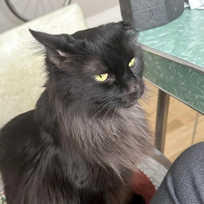A senior medium-sized male Black Domestic Long Hair cat named Jonesy for adoption in Providence, RI