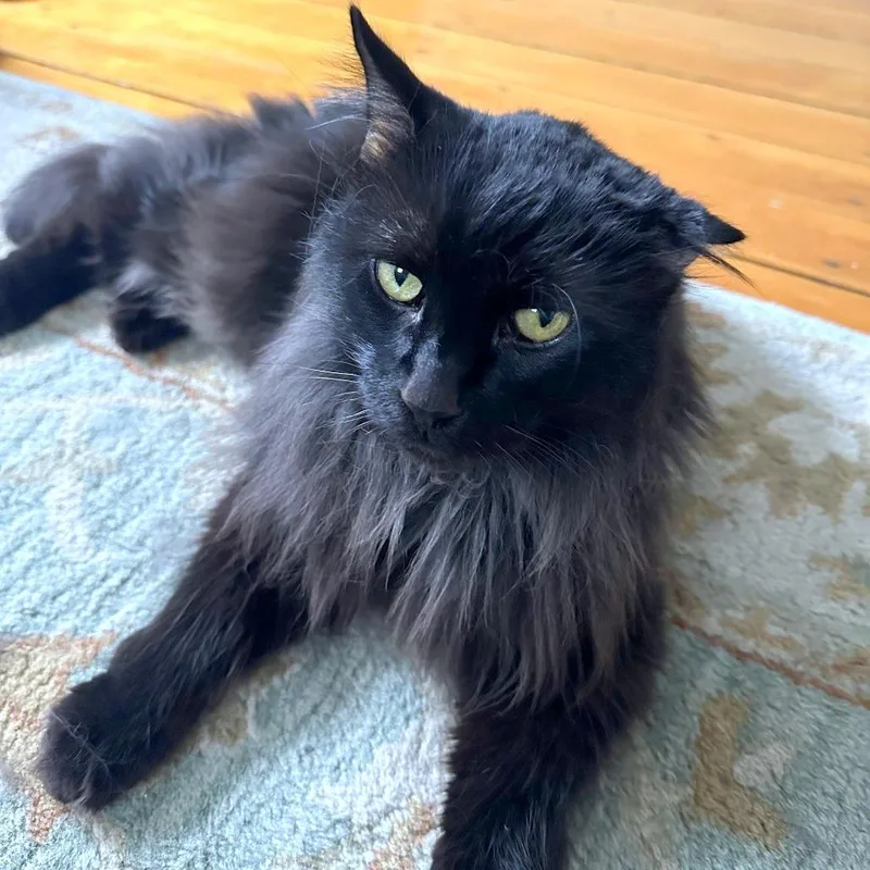 Jonesy thumbnail 3