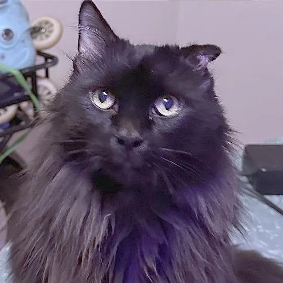 Jonesy thumbnail 4