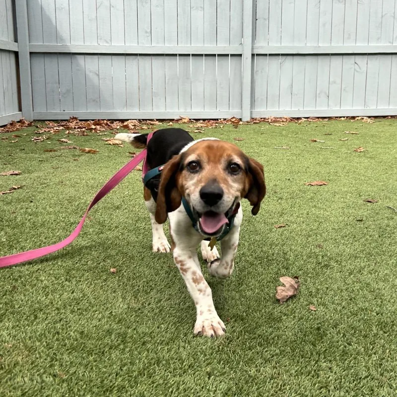 A senior medium-sized male Brown / Chocolate Beagle dog named Jerrold for adoption in Troy, VA