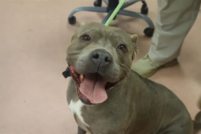An adult large-sized female Mixed Breed dog named Cassidy for adoption in Columbia, SC