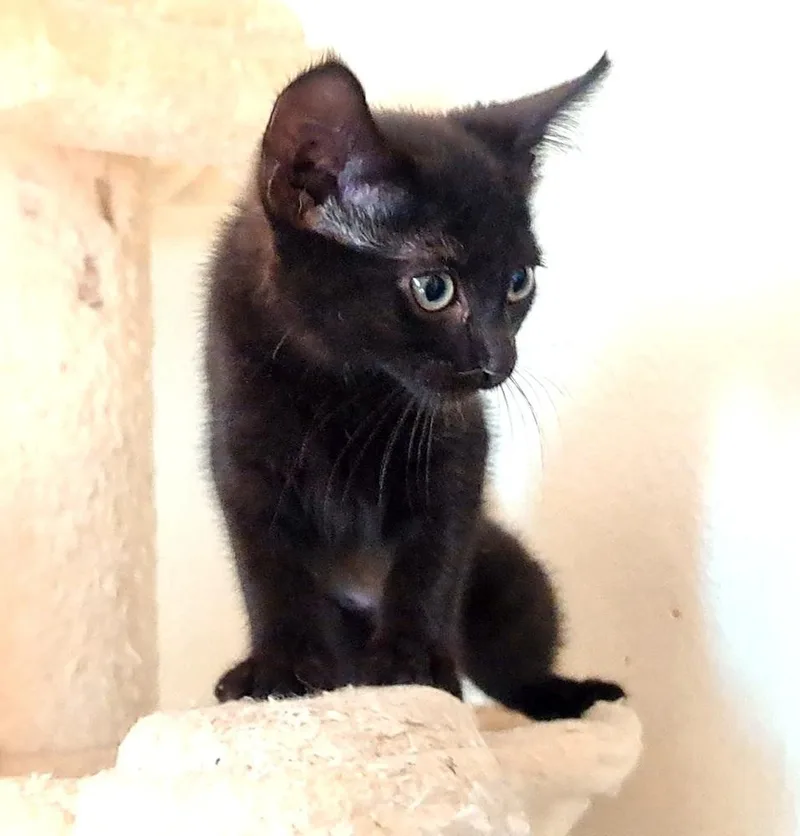 A baby medium-sized female Domestic Short Hair cat named Callisto for adoption in Lansing, MI