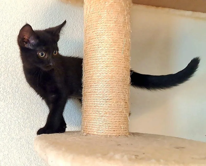Callisto thumbnail 2