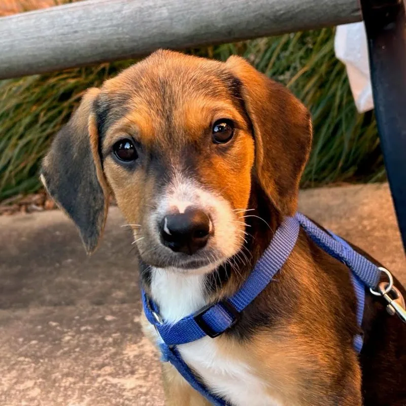 A young medium-sized female Beagle dog named Lauryn for adoption in Fenton, MI