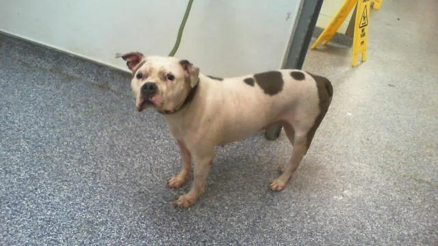 An adult medium-sized female American Bulldog dog named Bessie for adoption in Charlotte, NC