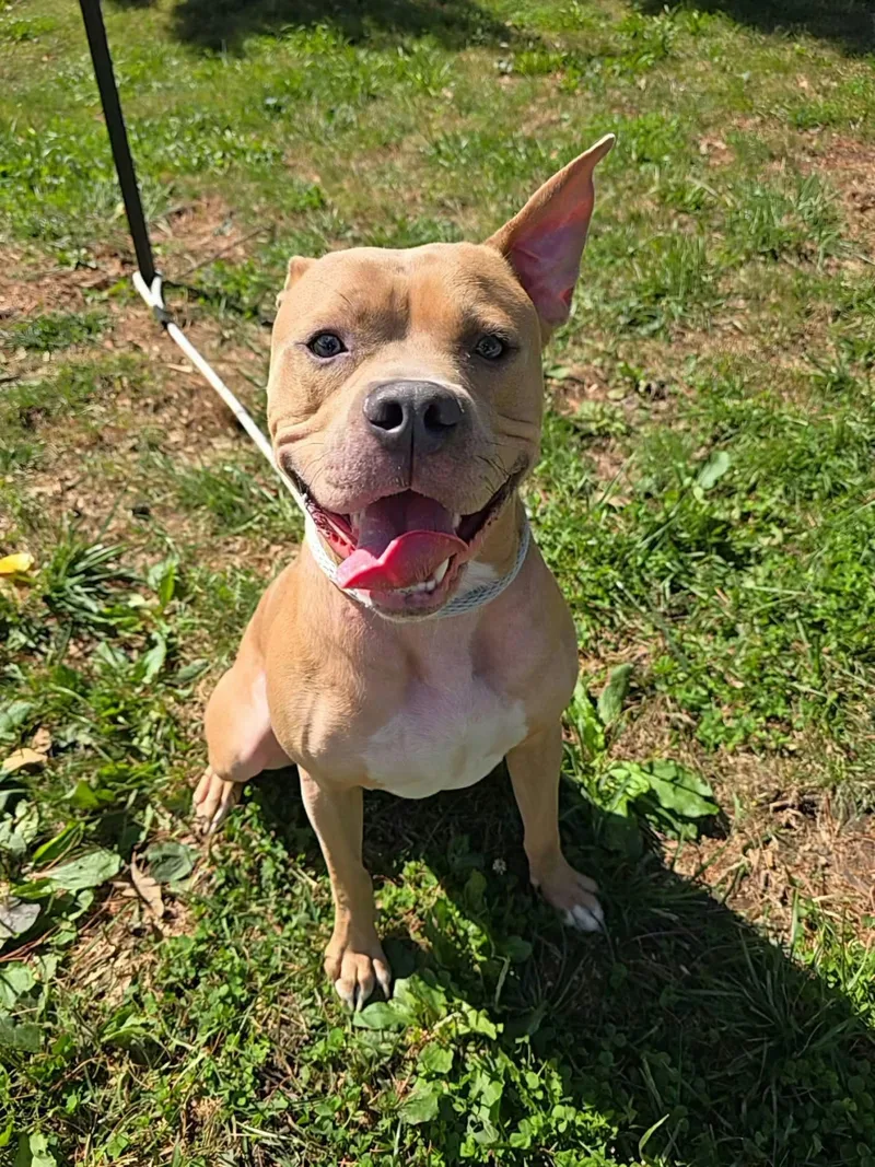 An adult medium-sized male Yellow / Tan / Blond / Fawn Pit Bull Terrier dog named Ethan for adoption in Springfield, IL