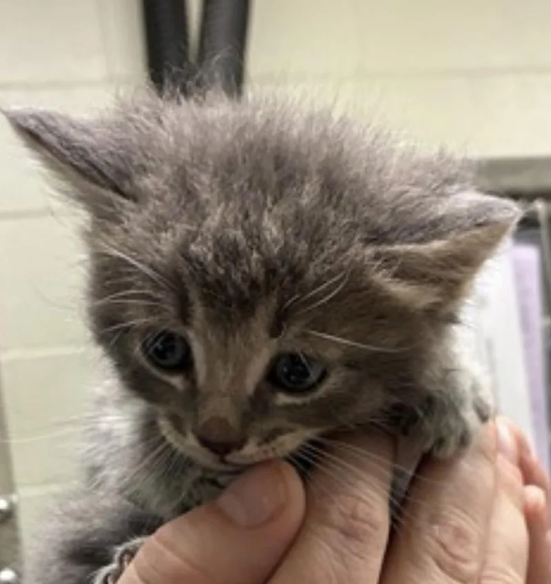 A baby small-sized male Gray & White Domestic Short Hair cat named E. Benedict for adoption in Plymouth, MN