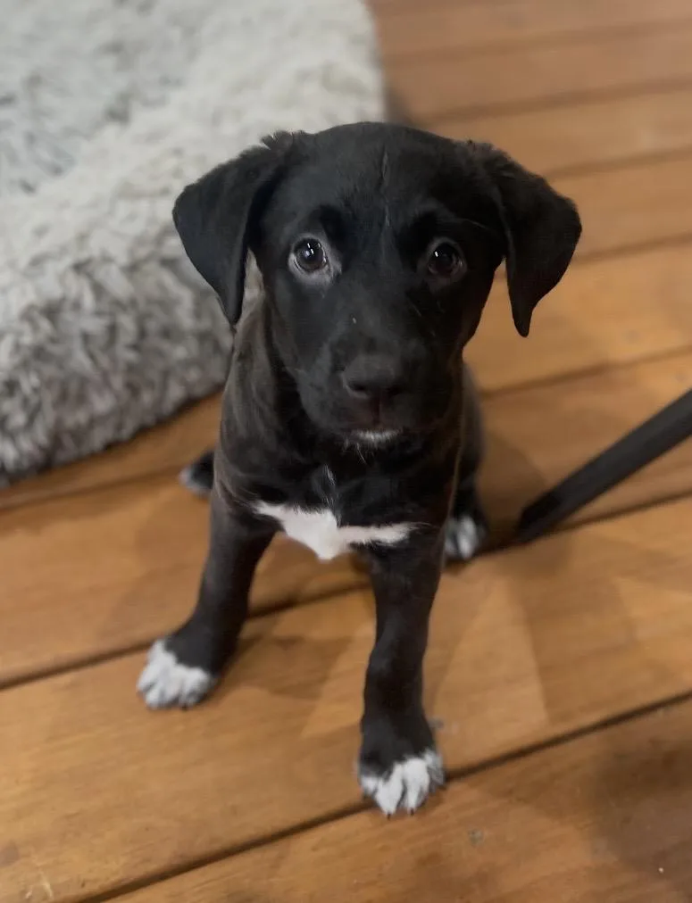 A baby medium-sized female Black Pit Bull Terrier dog named Daffodil for adoption in Kannapolis, NC