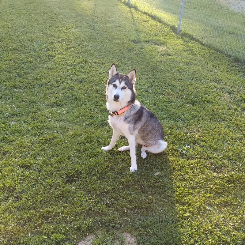 Biscuit Xena