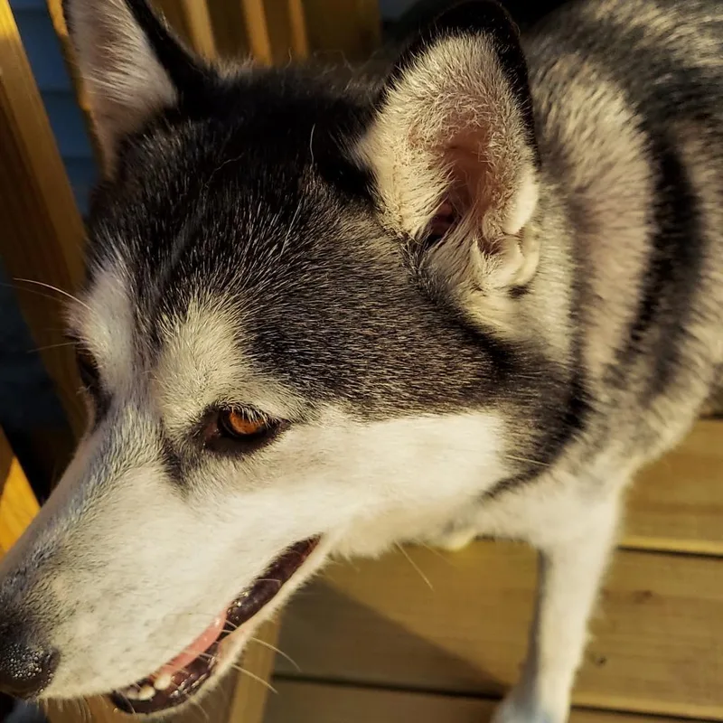 Biscuit  Xena thumbnail 3