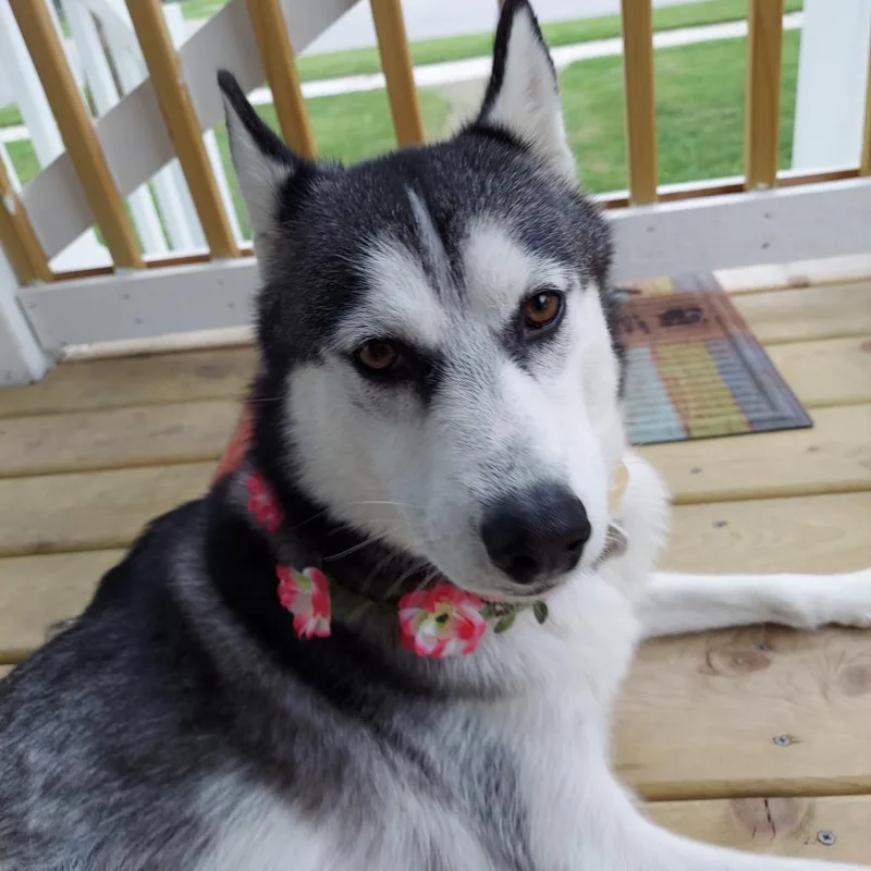 Biscuit  Xena thumbnail 6