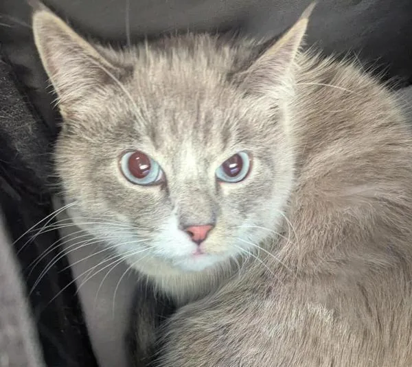 An adult large-sized male Tonkinese cat named Grey for adoption in San Diego, CA
