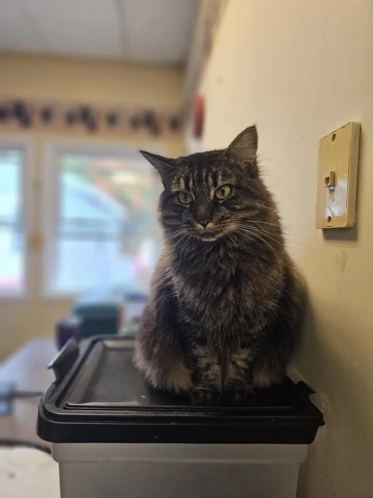 Tatianna thumbnail 3