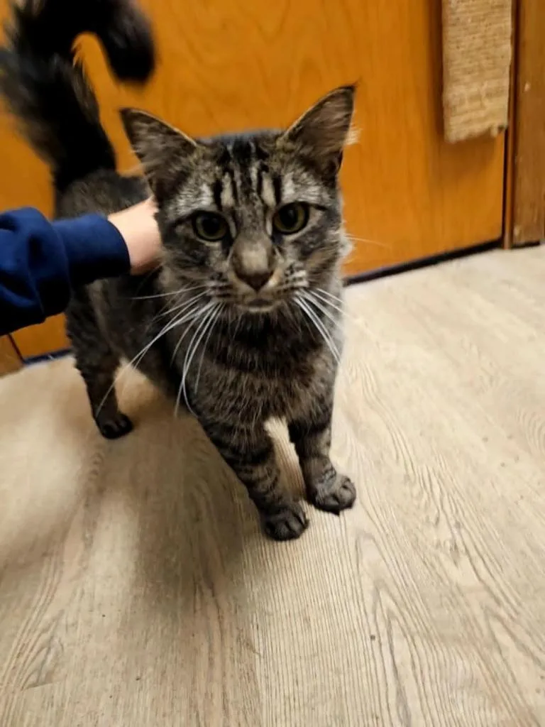 Tatianna thumbnail 4