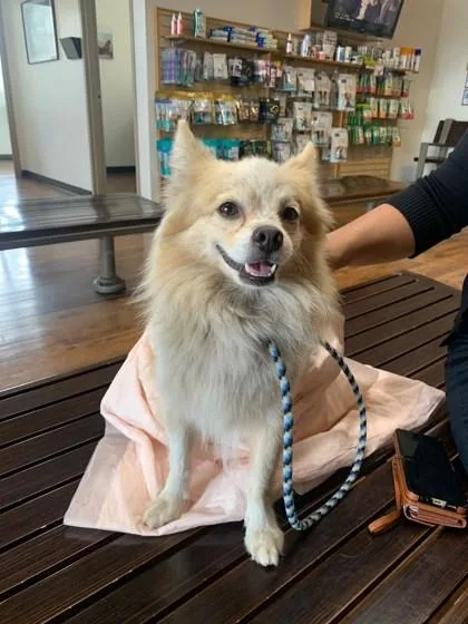 An adult small-sized male Pomeranian dog named Lucius for adoption in Honolulu, HI