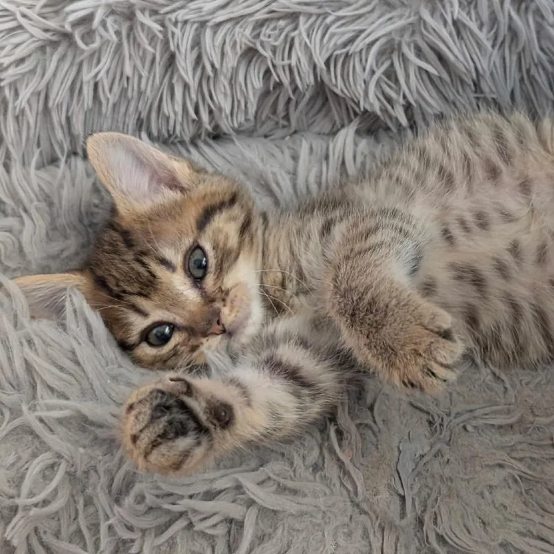 A baby small-sized male Brown / Chocolate Domestic Short Hair cat named Owen for adoption in Raleigh, NC